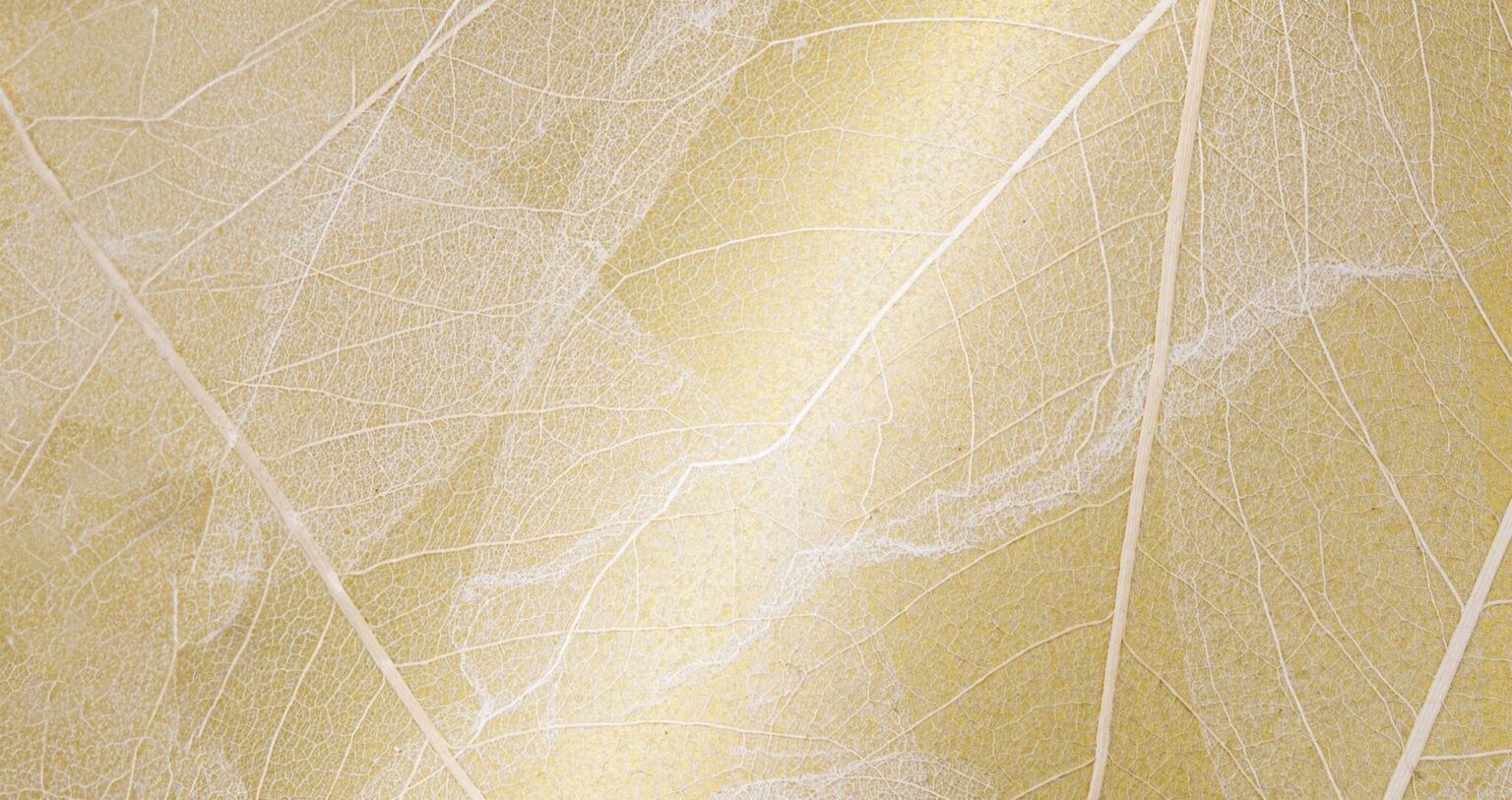 Zoom sur la dentelle végétale, une technique de marquage à partir de feuilles séchées mises en étiquettes